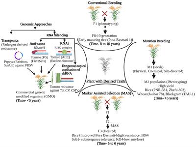 CRISPR-Cas-Led Revolution in Diagnosis and Management of Emerging Plant Viruses: New Avenues Toward Food and Nutritional Security